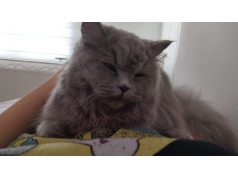 British longhair kedim mayayı sahiplendiriyorum