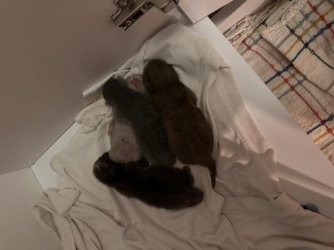 2 adet lilac british 2 adet scottish fold