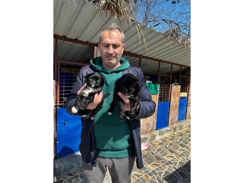 Morkie yavrularımız