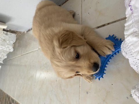 Bebek yüz golden retriever dişi