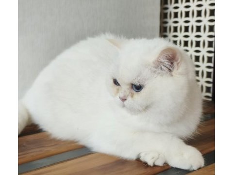British shorthair ny 1233 dişi kedimiz