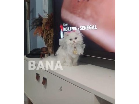 İnci chinchilla kızıma çiftleşmesi için damat arıyorum