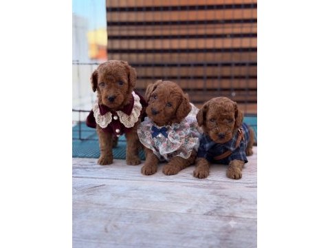 Toy poodle köpeği