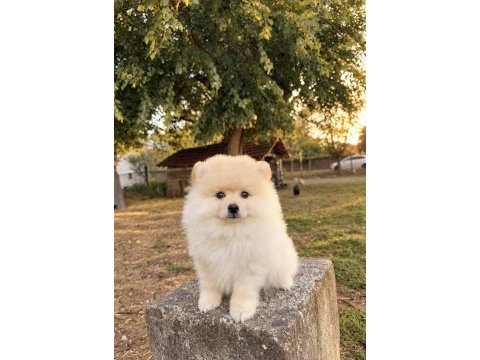 Pomeranian boo teddy face