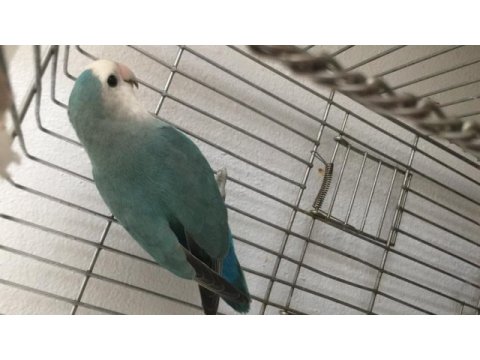 Erkek sevda papağanı gayet sağlıklı uyumlu