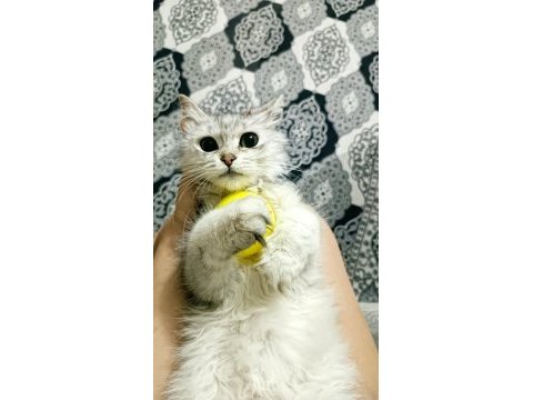 Sakin ev kedisi tasmalı bir şekilde buldum kendisini