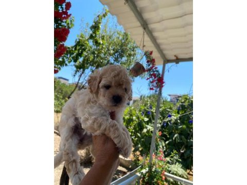 Çok tatlı maltipoo yavrularımız