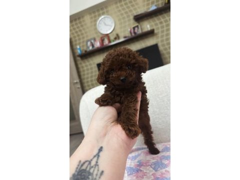 Erkek teacup dark redbrown kore poodle