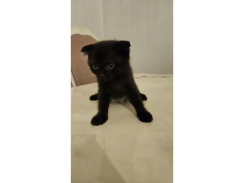 Sahibinden siyah scottish fold