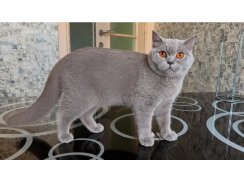 British shorthair dişi kediler