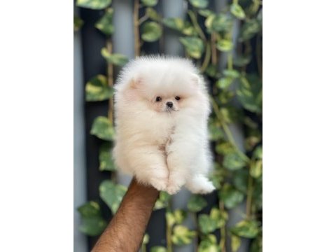 Yavrularımız pomeranian boo