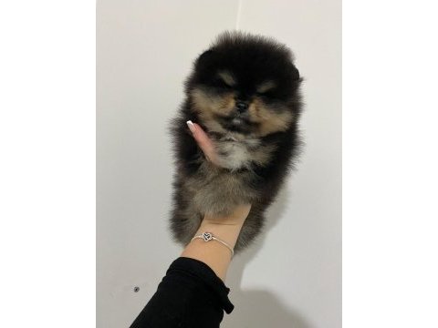 Pomeranian boo erkek safkan yavrular