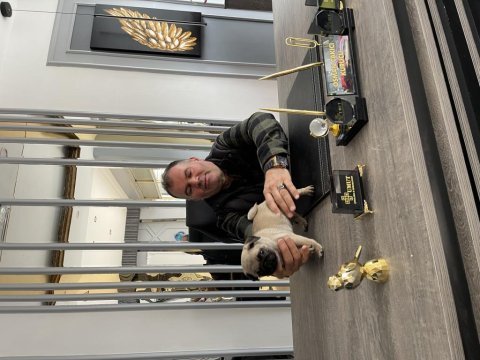 2 aylık pug gül kuyruk sıfır burun