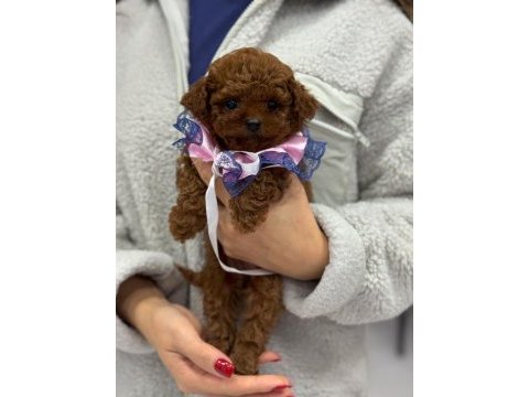 Irk ve sağlık garantili poodle