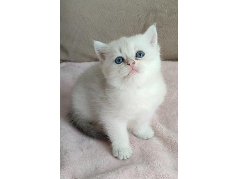 Safkan british shorthair