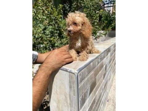 Maltipoo yavrumuz