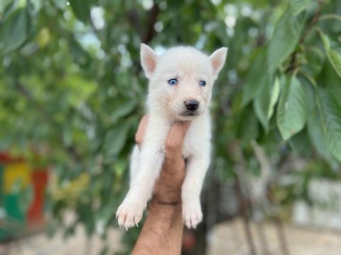 Sibirya kurdu (husky) yavrularımız