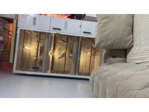 Pişman olmayacağınız bakıcı son kuşlar