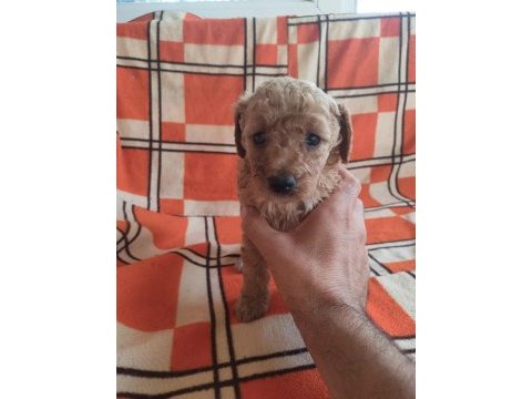 A kaliteli toy poodle yavrularımız