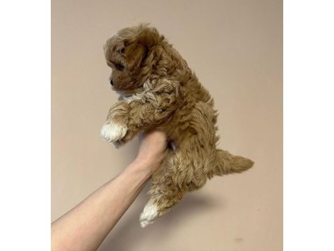 Irk garantili maltipoo yavruları