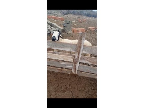 Satılık koç (ister sürüne kat ister kurbanlık yap)