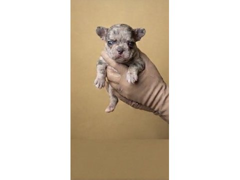 Exotic micro french bulldog yavruları