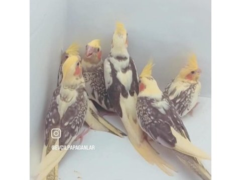 Pied sultan papağanı yavruları