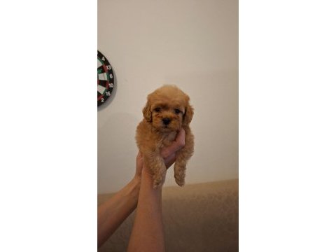 Orjinal sıfır numara maltipoo bebekler