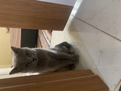 Uysal oyuncu british shorthai kızımız yeni sahibini bekliyor