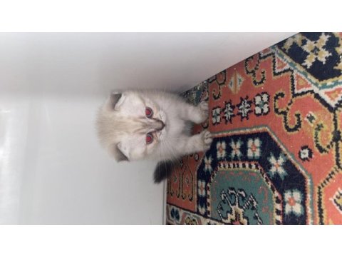 Yavru kedimiz