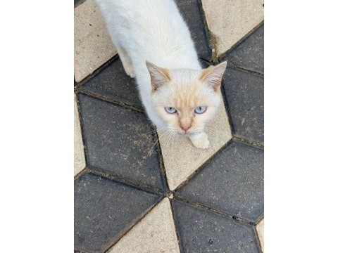 British shorthair gold erkek için yuva aranıyor