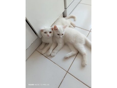 2 adet erkek scottish fold uyguna verilecektir