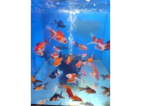 Yavru oranda japon balıklar