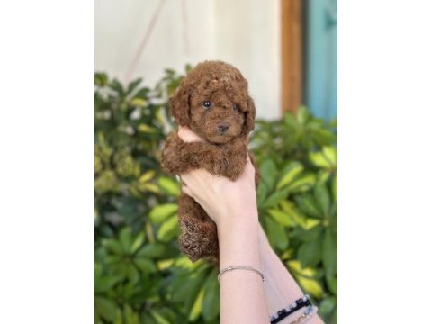Toy poodle yavrularımız