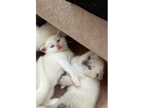 Sevimli british shorthair kardeşler