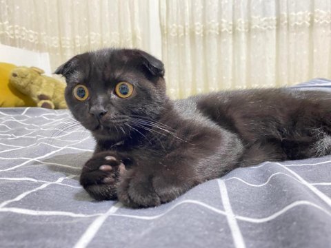 Scottish fold black