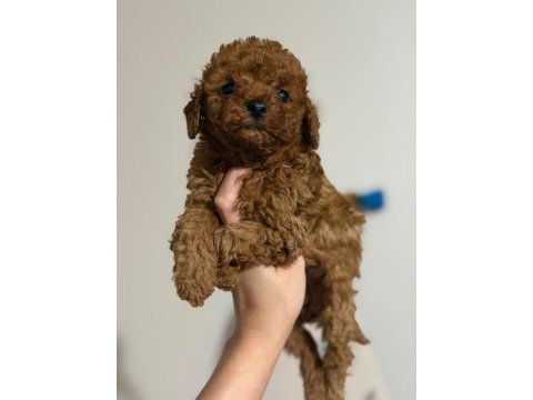 Toy poodle oyuncu sevimli ırk garanti yavrularımız
