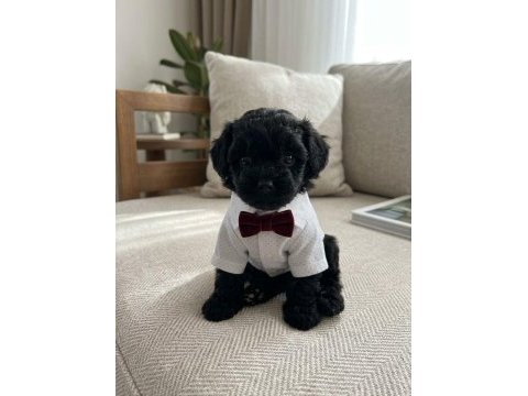 Maltipoo yavrular hazır