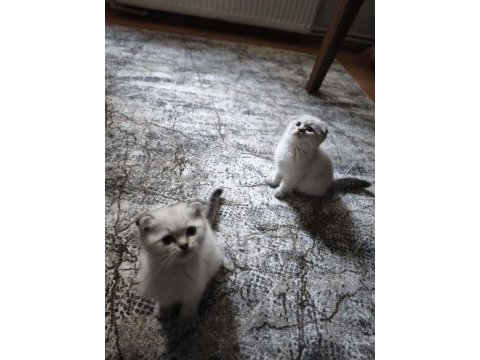 Scottish fold blue point yavrularımız