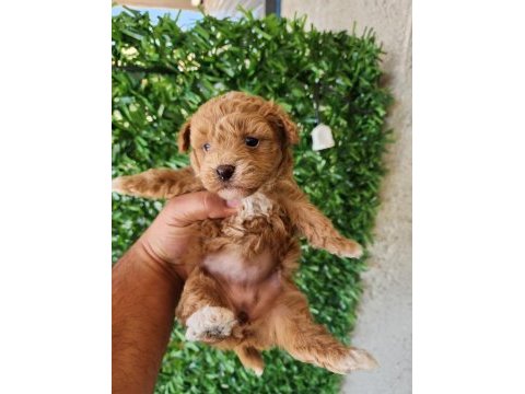 F2 maltipoo yavrumuz mağazamızdan teslim
