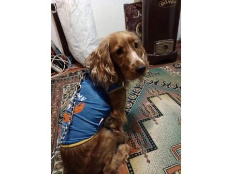 15 aylık amerikan cocker uysaldır