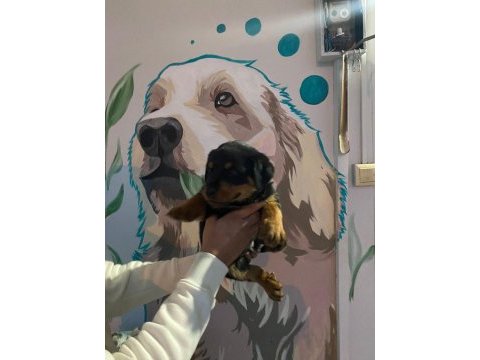 Rottweiler bebekler teslime hazır