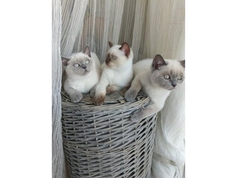 Sakin ve uysal british shorthair yavrular
