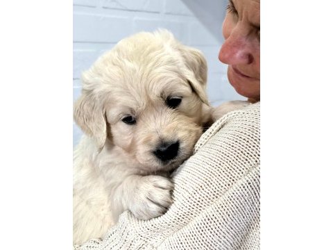 Golden retriever adrese teslim kapıda ödeme yapabilirsiniz