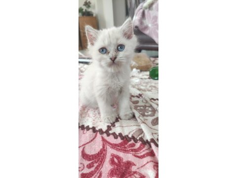 Beyaz british shorthair mavişler