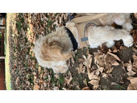 Maltipoo köpeğimiz ücretsiz değildir
