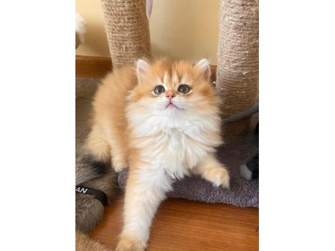 Şecereli british longhair dişi yavru blh ny11
