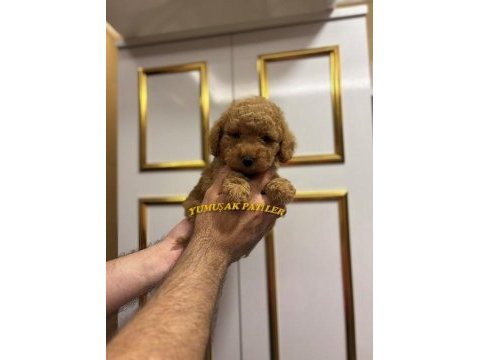 Orijinal toy poodle