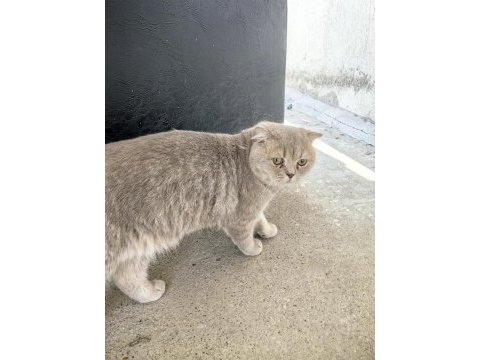 Kedime yeni yuva arıyoruz