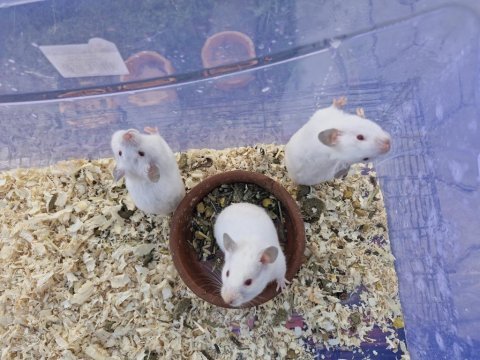 Suriye hamster